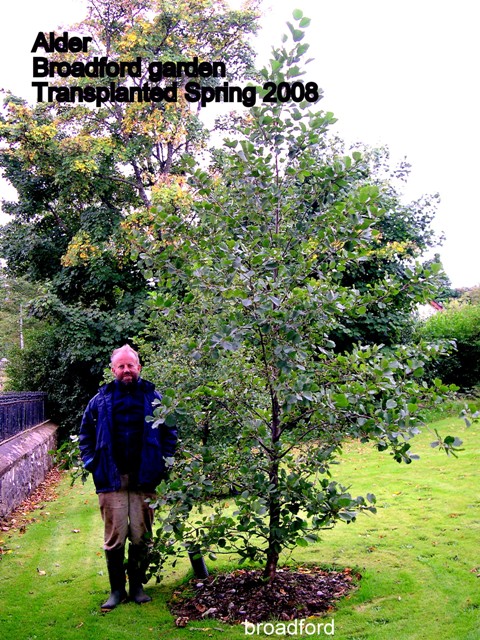 Tree: Alder, Location: Broadford Garden, Transplanted: Spring 08