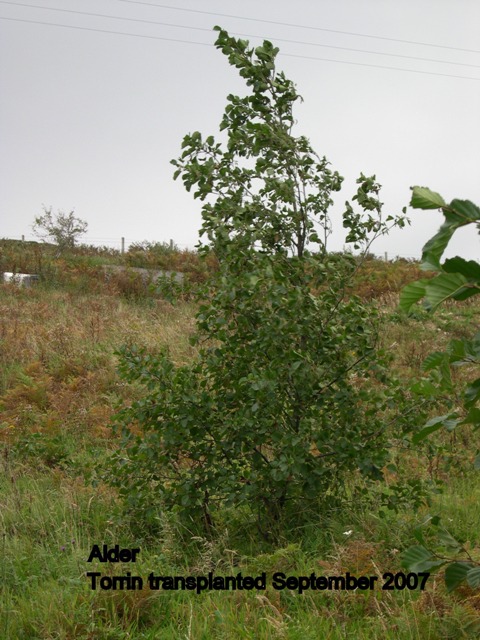 Tree: Alder, Location: Torrin, Transplanted: September 2007