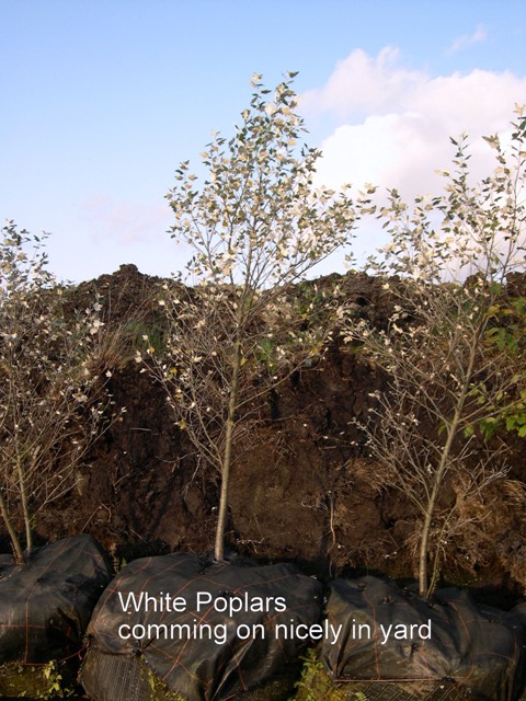 Tree: White Poplar, Location: Nursery