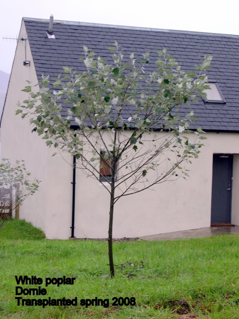 Tree: White Poplar, Location: Dornie, Transplanted: March 2008