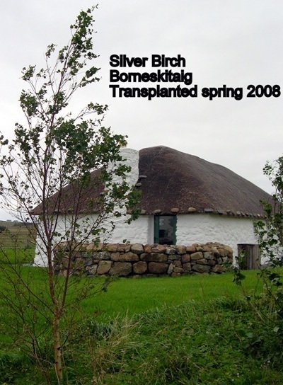Tree: Silver Birch, Location: Borneskitaig, Transplanted: Spring 2008