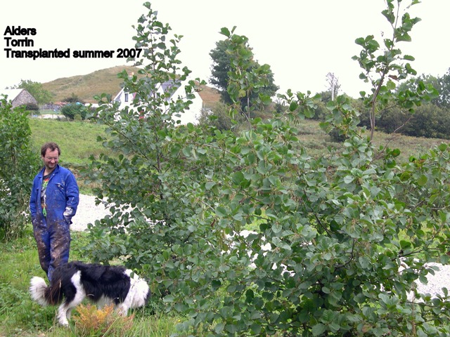 Tree: Alder, Location: Torrin, Transplanted: Summer 2007